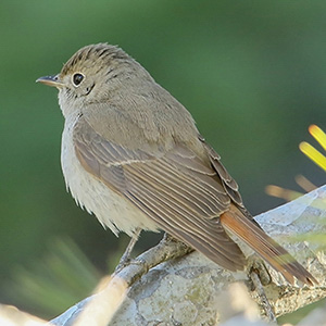 Rusty-tailed Flycatcher